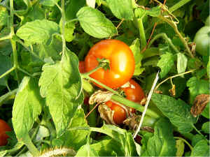 wpe10.jpg (53889 bytes)